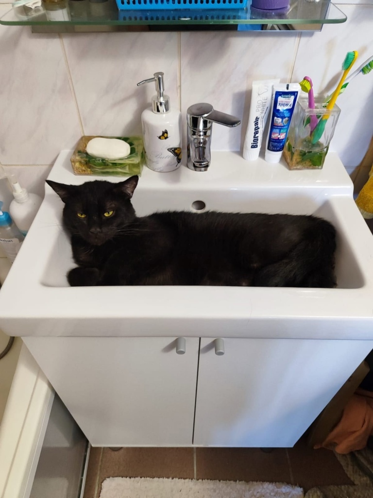 Пристроенный питомец из приюта «Теремок». Фото: vk.com/poteryashka_spb 