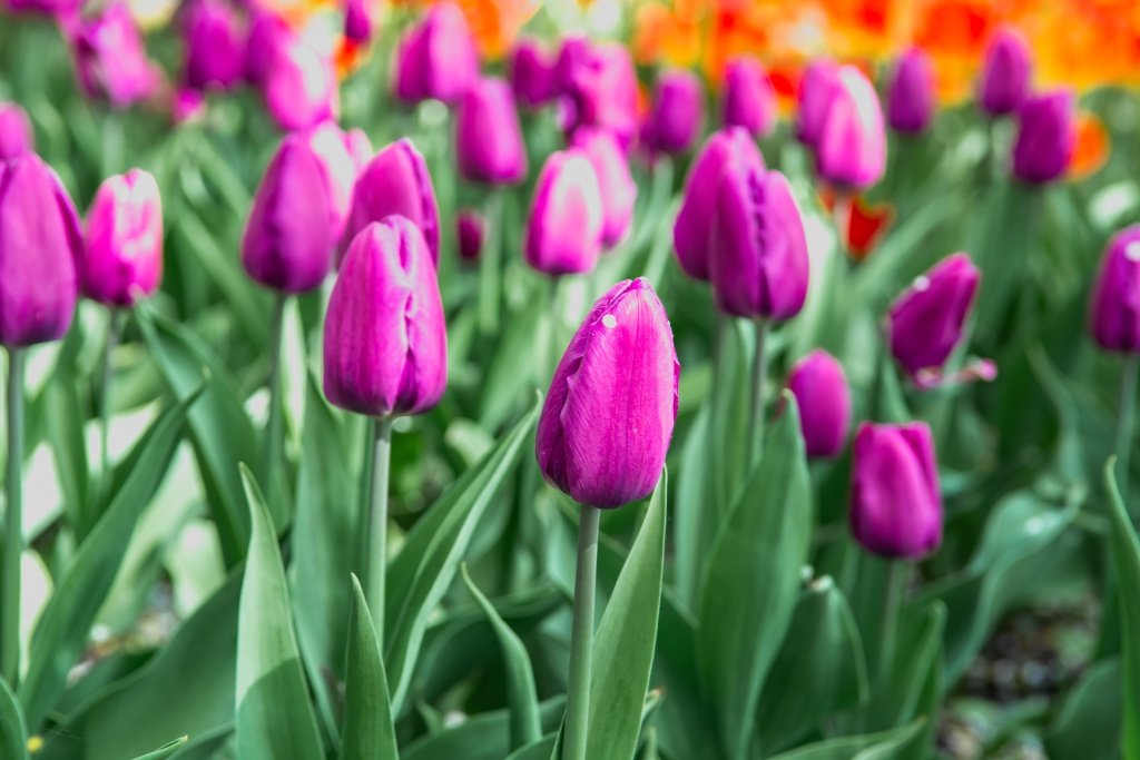 Фестиваль тюльпанов на Елагином острове. 2023 г. Фото: Ирина Иванова