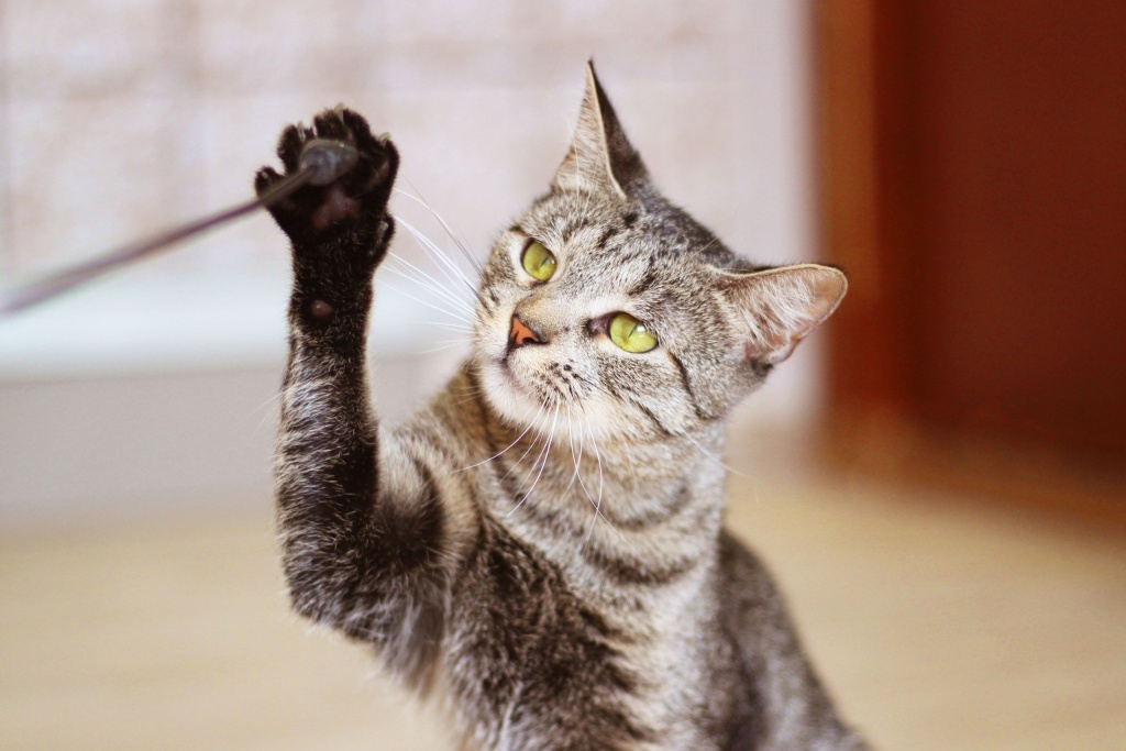 Котик из приюта «Новый дом». Фото: vk.com/newdomcat