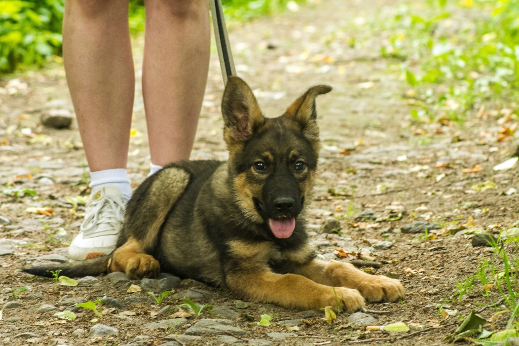 Питомец приюта «Галкино Подворье». Фото: vk.com/galkino_podvorje
