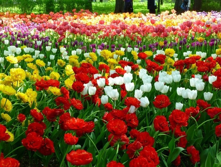 Фестиваль тюльпанов 2021. Источник: vk.com/tulipfest2021 Автор: Ольга Иванова. Правообладатель: Оргкомитет фестиваля.