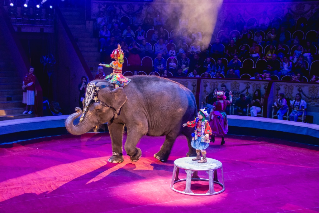 II Фестиваль циркового искусства «Без границ». Фото: Ирина Иванова.