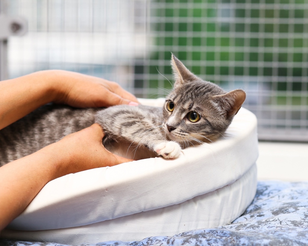 Питомец ищет дом. Кошачий приют «Гараж». Фото: vk.com/catsheltergarage