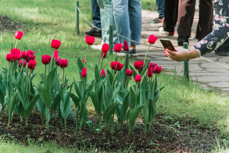 Елагин остров. Тюльпаны.
