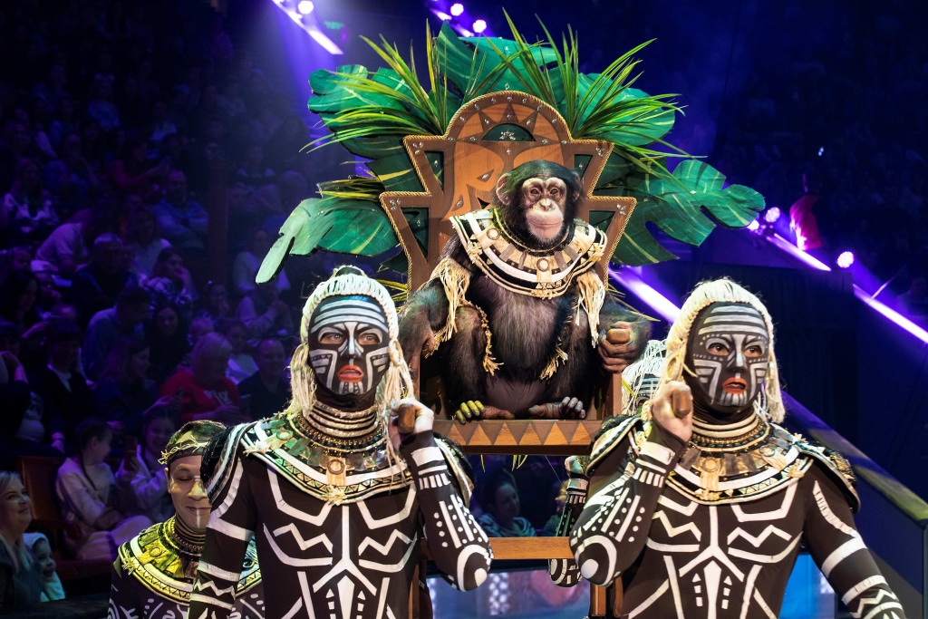 Шимпанзе Гермес. 