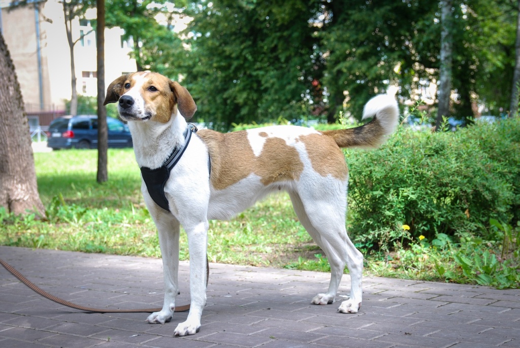 Питомец из приюта в поисках дома «Пушидомик». Фото: pushdomik.vsite.biz