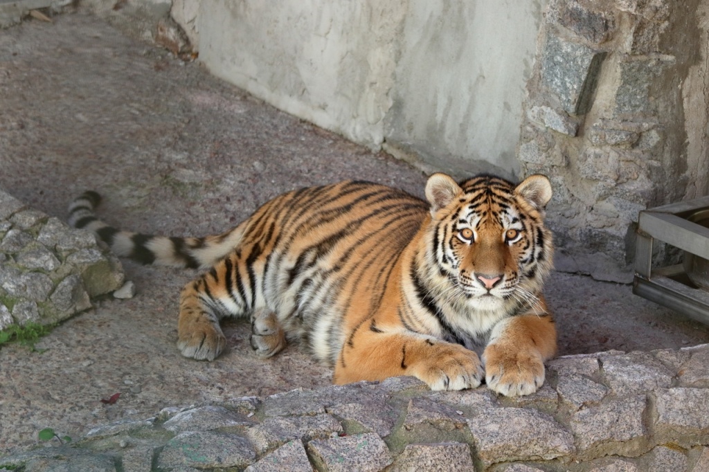 Фото: vk.com/spbzoopark. Правообладатель: Ленинградский зоологический парк. RDnJ1DWU44Q.jpg
