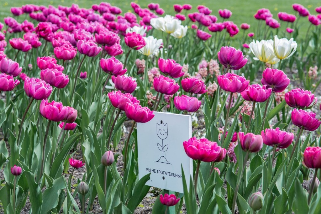 "Любуйтесь нами без прикосновений", - просят тюльпаны.
