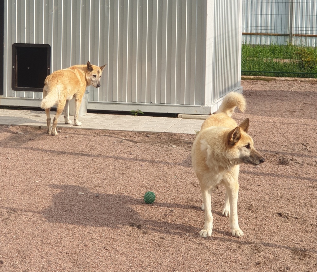 Питомцы Приюта «Вера-Надежда-Любовь». Фото: vk.com/priut_pomogi_drugu