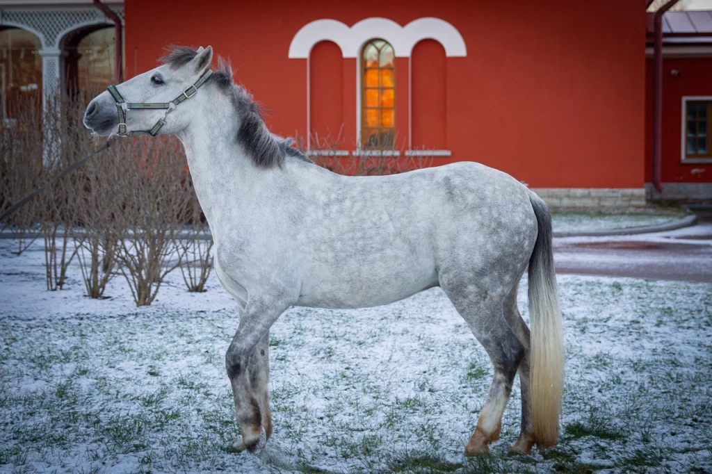 Сережы молод, хорош собой, относится к категории лошадей пони-класса.