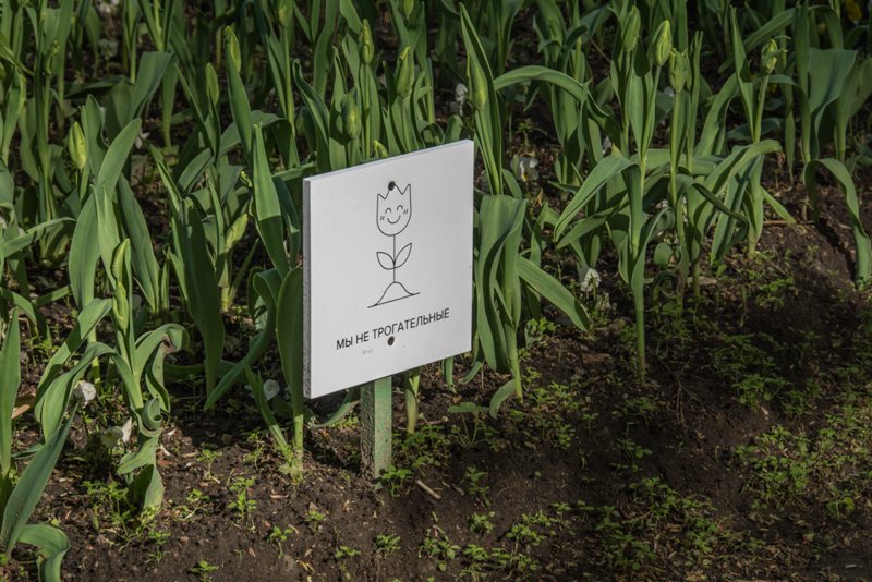 865-photo_by_Ivanova_Irina_тюльпаны_Елагин остров-8400.jpg