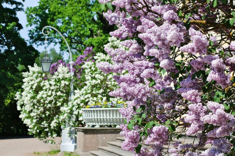 «Сиреневый променад». Источник: vk.com/pavlovskpalaceandpark. Правообладатель: vk.com/pavlovskpalaceandpark.