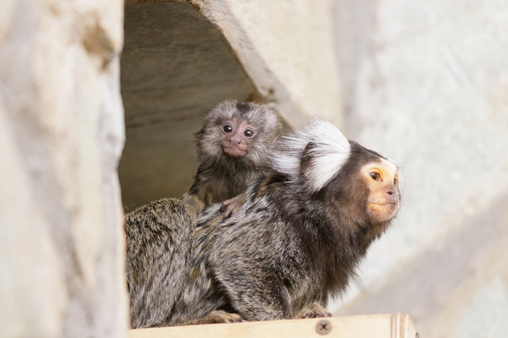 Фото: vk.com/spbzoopark. Правообладатель: Ленинградский зоологический парк. 4dv7FNX_pNQ.jpg