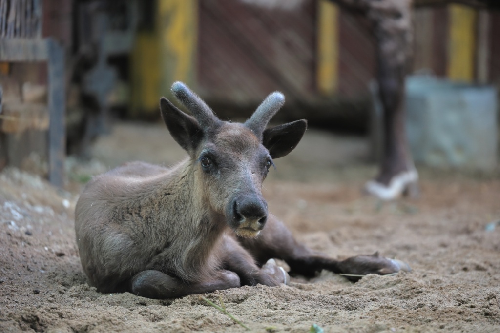 Правообладатель: Ленинградский зоопарк, vk.com/spbzoopark