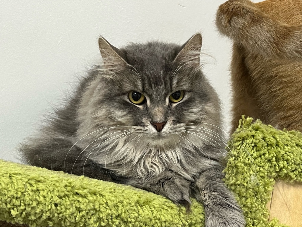 Питомец из приюта «Маруся и хвостики». Фото: vk.com/marusenkaixvostiki