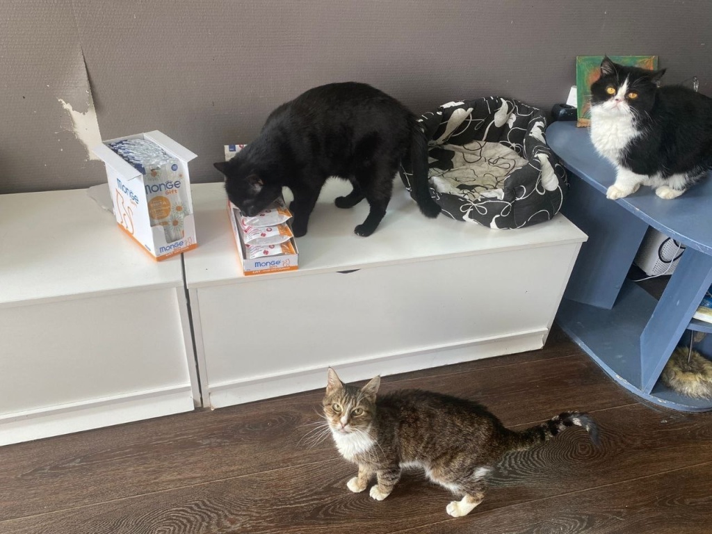 Жители котокафе «Мурпатруль». Фото: vk.com/murpatrool