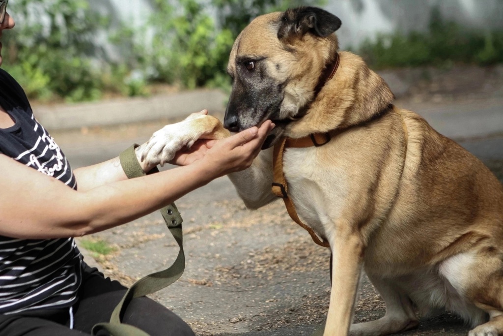 Питомец приюта «Полянка». Фото: vk.com/priut_polanka 