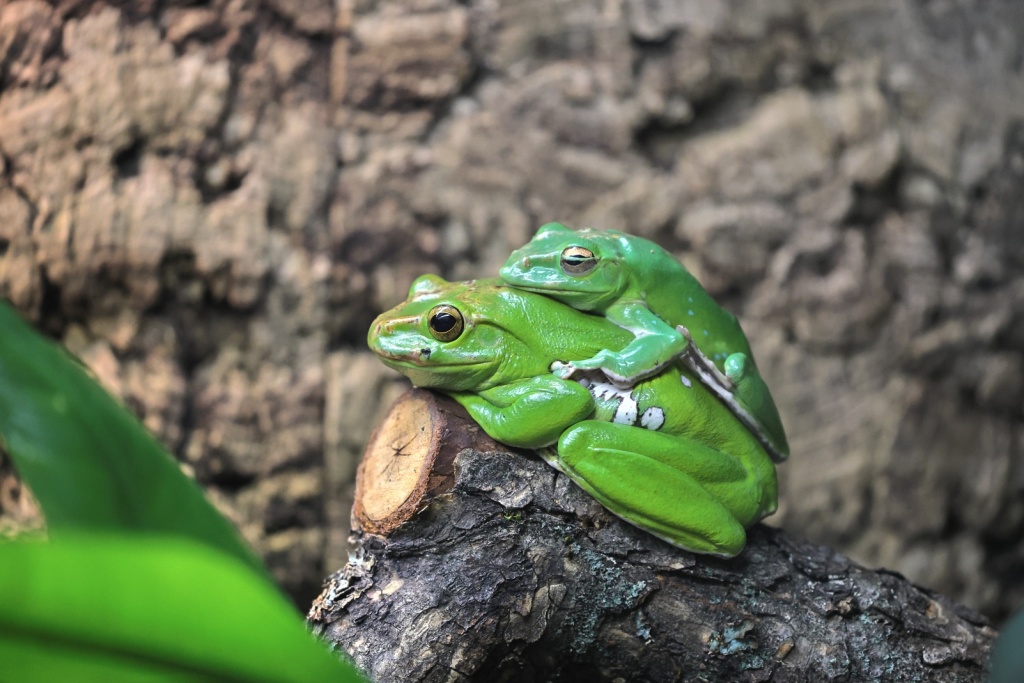 Гостей ждут редкие обитатели, которых обычно не увидишь на постоянной экспозиции. 
