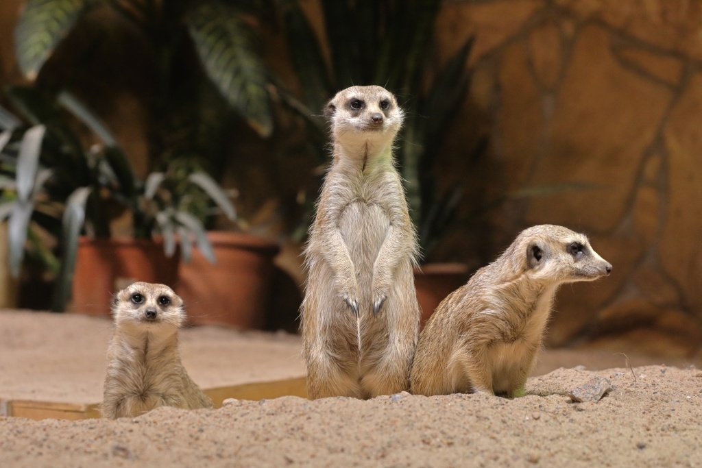 Правообладатель: Ленинградский зоопарк, vk.com/spbzoopark