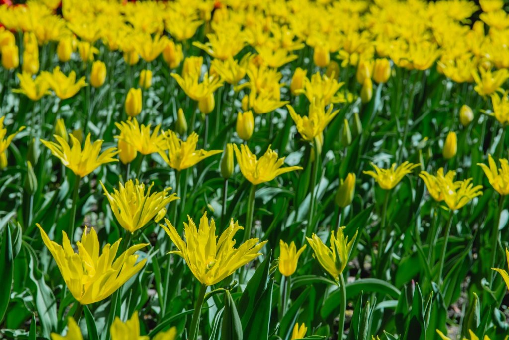 Фестиваль тюльпанов на Елагином острове. 2023 г. Фото: Ирина Иванова