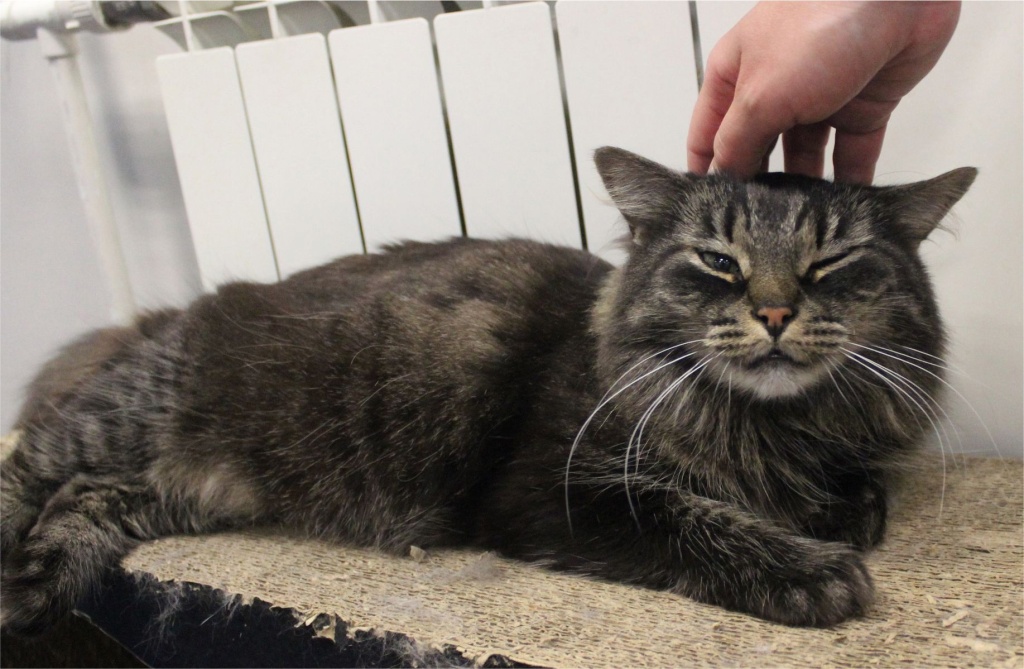 Кошка из республики ищет дом. Фото: vk.com/cats_republic