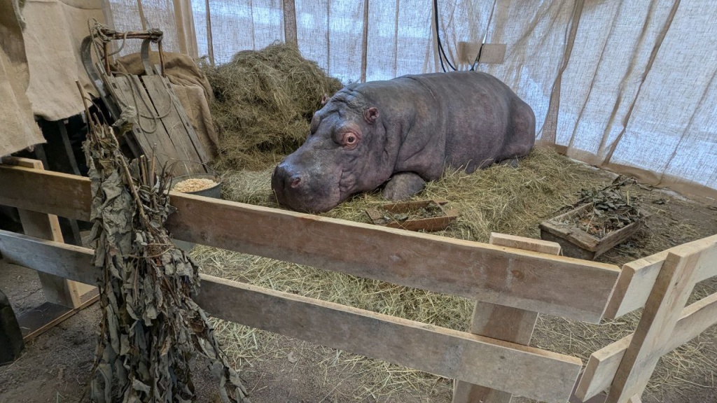 Правообладатель: пресс-служба Ленинградского зоопарка.