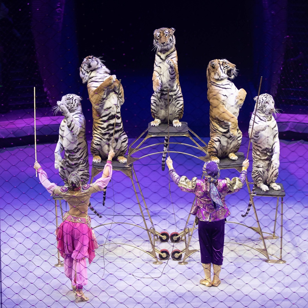 Аттракцион с тиграми. 