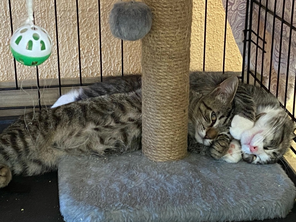  Питомцы приюта «Солнечные хвостики» в ожидании дома. Фото: vk.com/hvost_spb 