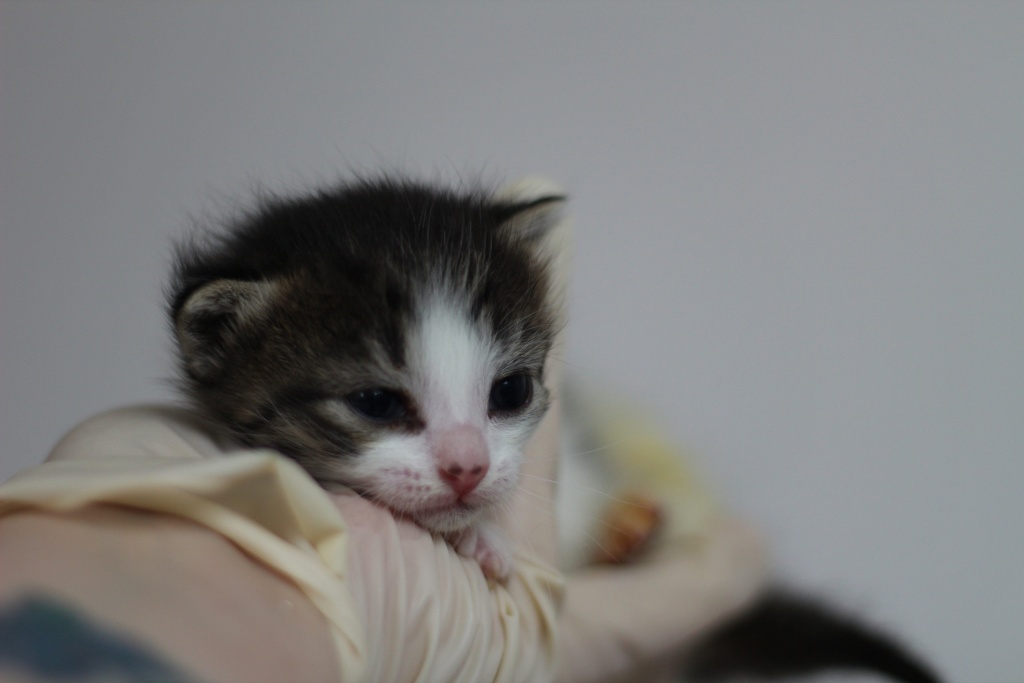 Питомец приюта «Поможем кисоньке» в поисках дома. Фото: vk.com/helpkittensspb