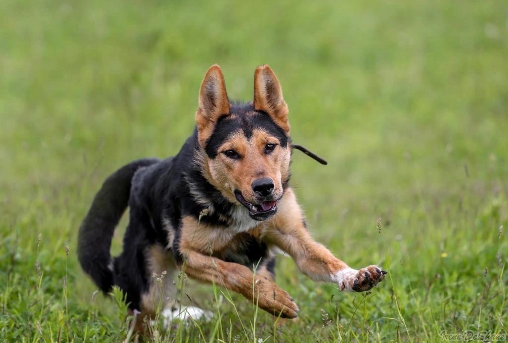 Питомец приюта. Фото: vk.com/kelts_shelter