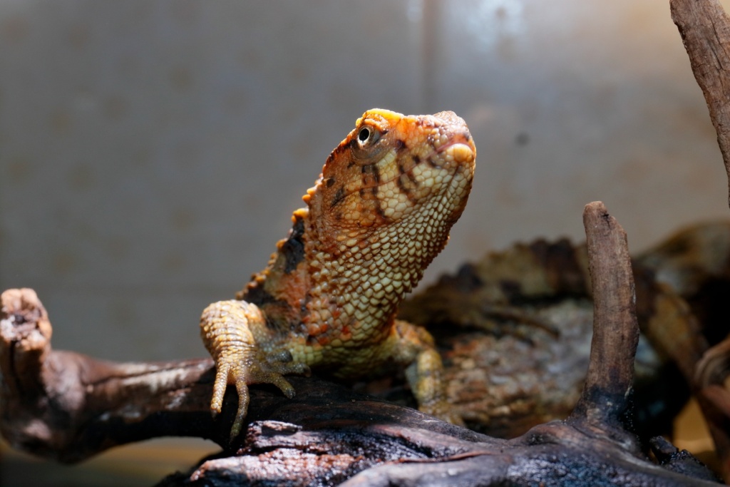 В павильоне «Экзотариум» Ленинградского зоопарка открылась временная выставка «Индейцев путь – познать природы суть!». 