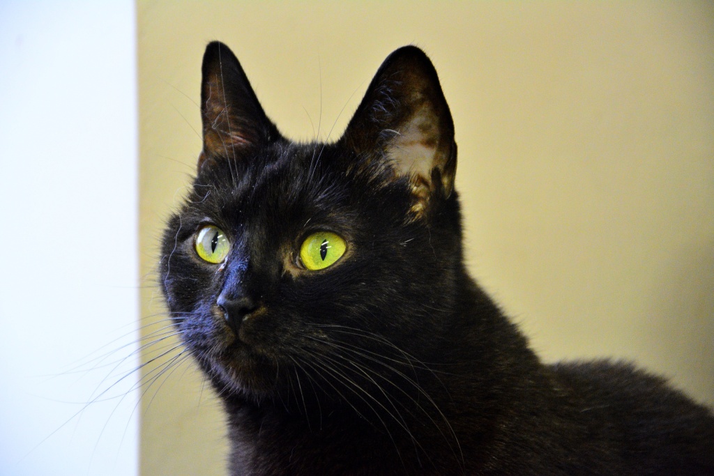 Питомец приюта «Островок». Фото: vk.com/koshki.priut.ostrovok