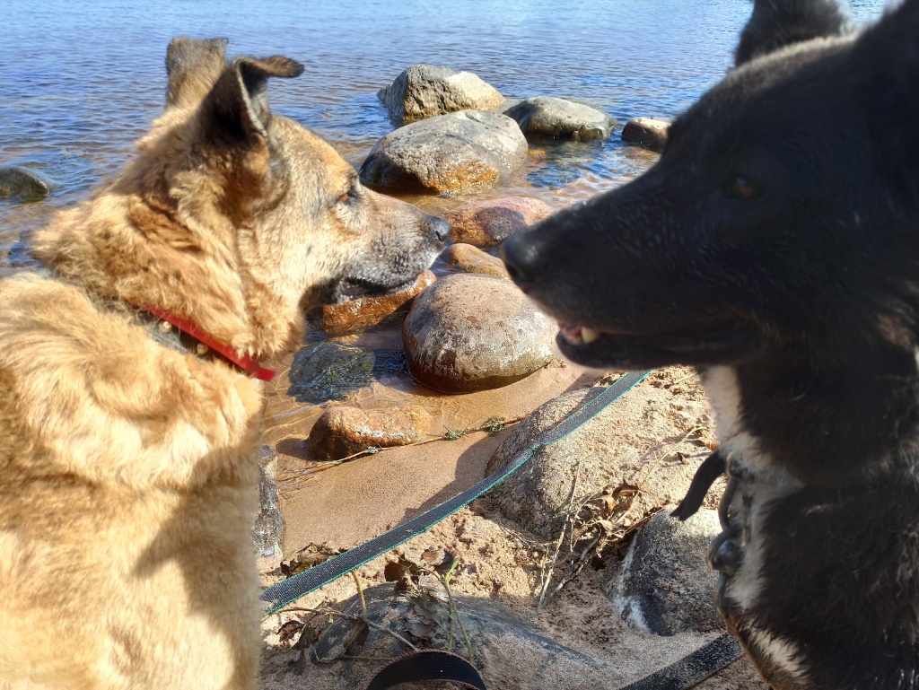 Питомцы из приюта на прогулке. Фото: vk.com/prioz_priut