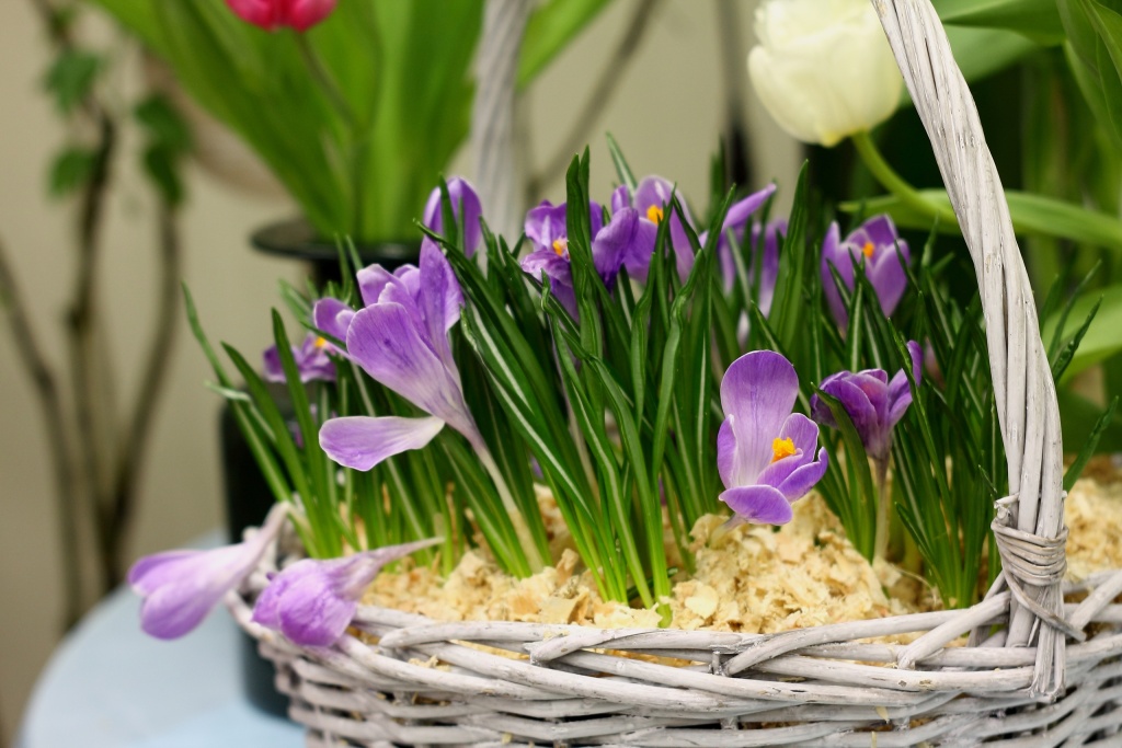 Правообладатель: Ботанический сад Петра Великого.