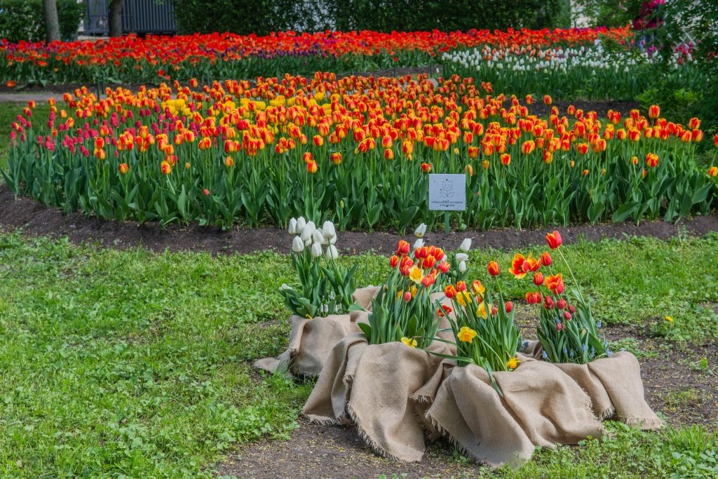 Фестиваль тюльпанов на Елагином острове. 2023 г. Фото: Ирина Иванова