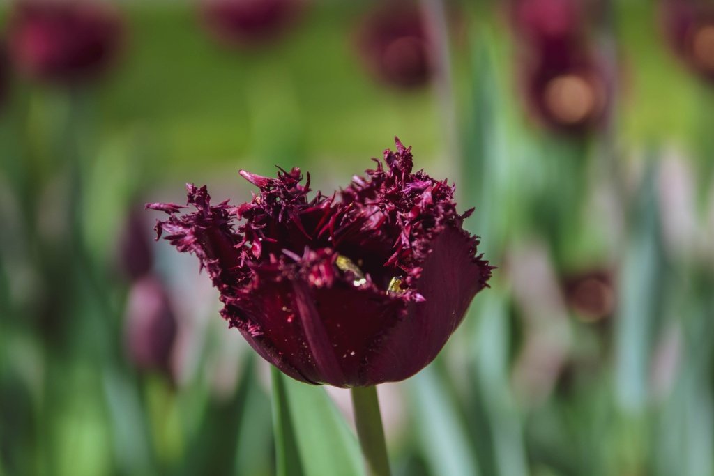 Фестиваль тюльпанов на Елагином острове. 2023 г. Фото: Ирина Иванова