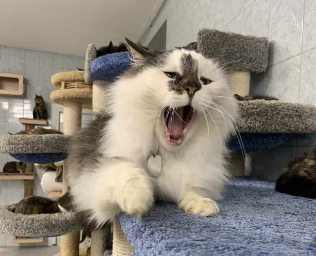 Питомец приюта «Преданное сердце». Фото: predannoeserdce.ru