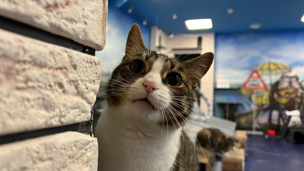 Источник: vk.com/cats_republic. Правообладатель: Музей кошки. ИП Екимкин Николай Демьянович. vk.com_cats_republic.jpg