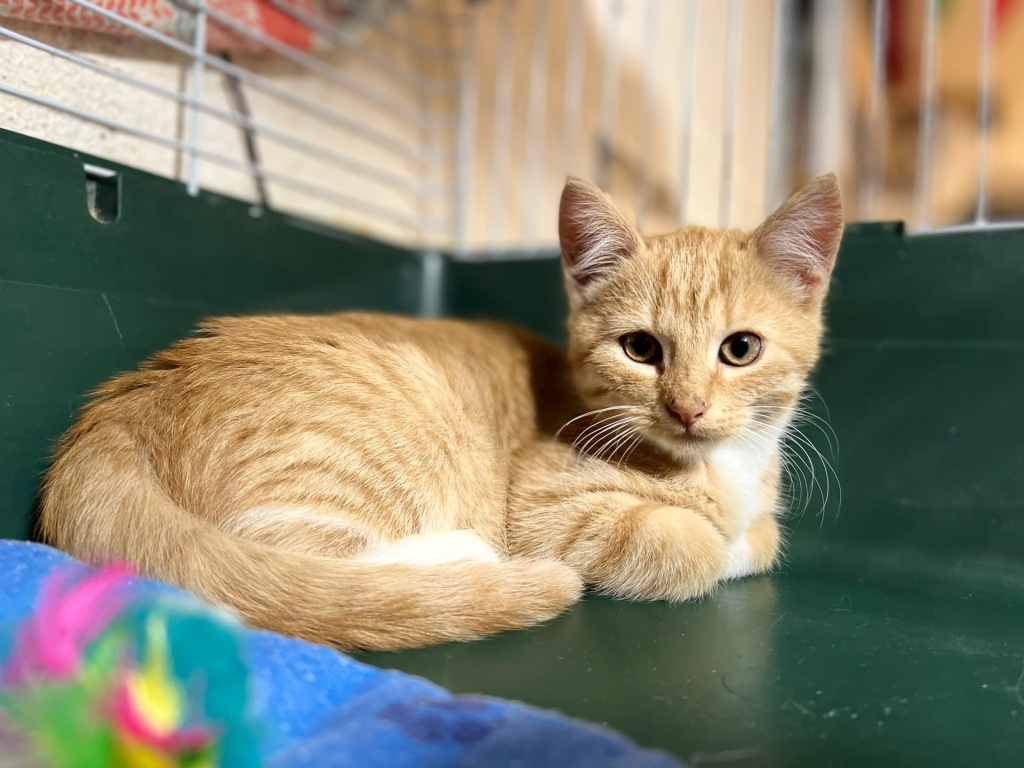 АНО «Центральный приют кошек». Фото: vk.com/centralhavenspb