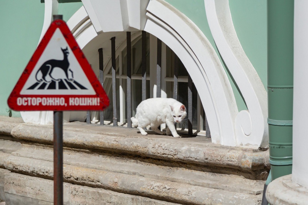 День Эрмитажного кота – праздник, который стал прекрасной и доброй традицией музея. День Эрмитажного кота – праздник, который стал прекрасной и доброй традицией музея.