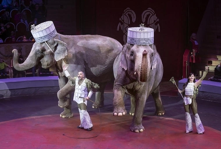 I Международный фестиваль циркового искусства «Без границ». Фото: circus.ru