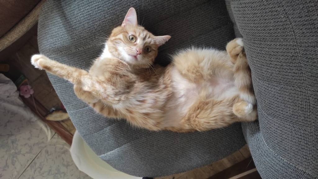 Питомец из приюта «Надежда». Фото: vk.com/perederzhkakoshkam