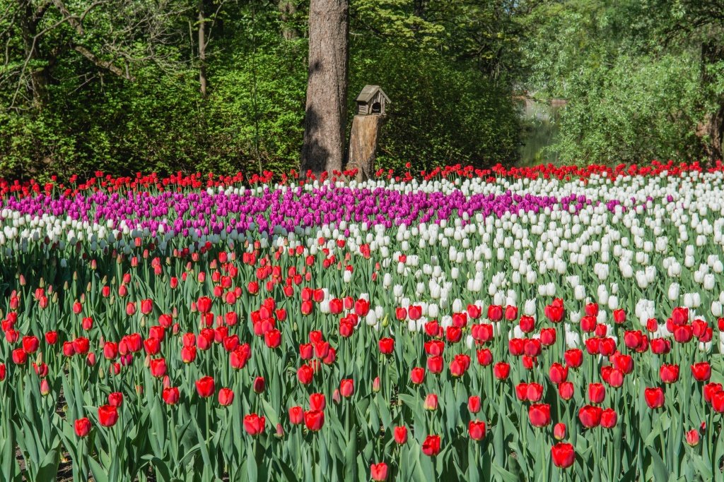 Фестиваль тюльпанов на Елагином острове. 2023 г. Фото: Ирина Иванова