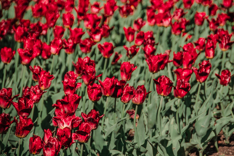 Фестиваль тюльпанов на Елагином острове в 2021. Фото: Ирина Иванова