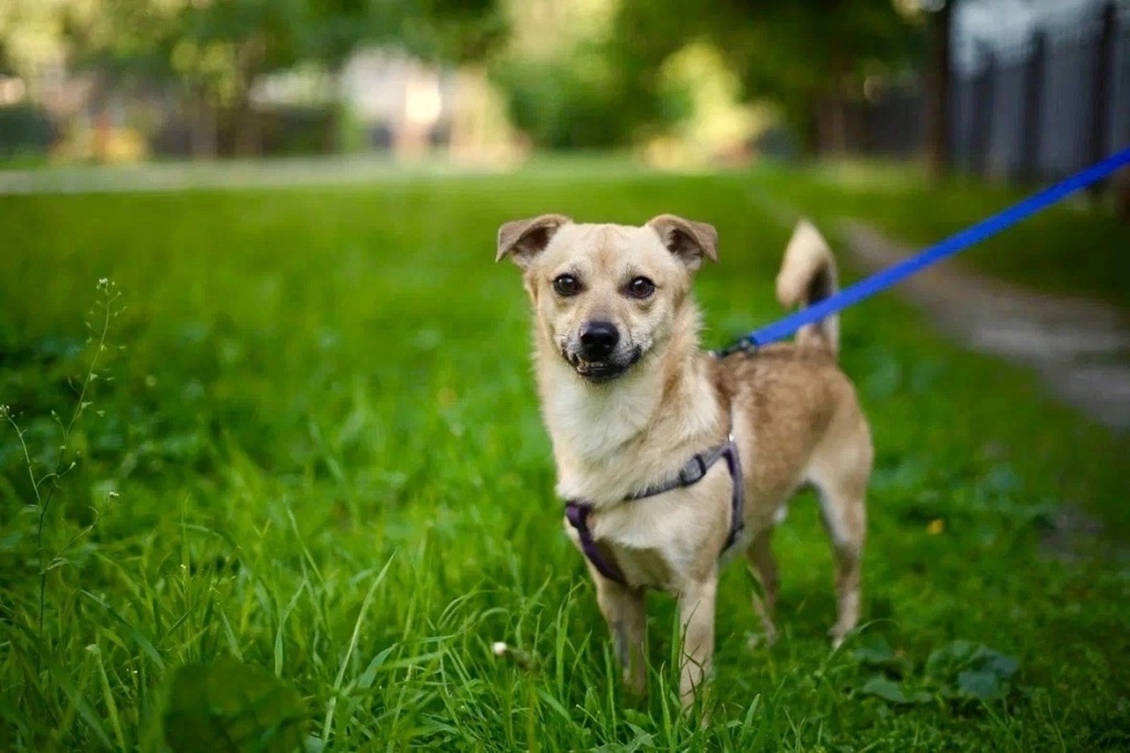 Питомцы приюта «Клуб добрых сердец» ищут дом. Фото: vk.com/happy_heart_club