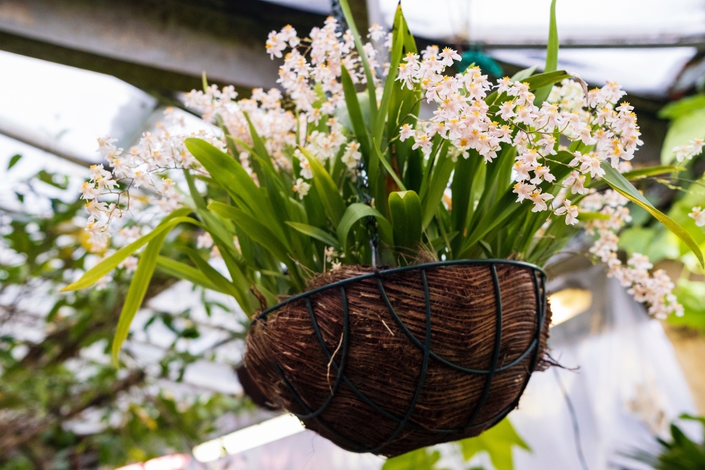 Правообладатель: Кира Чернова / пресс-служба Ботанического сада Петра Великого.