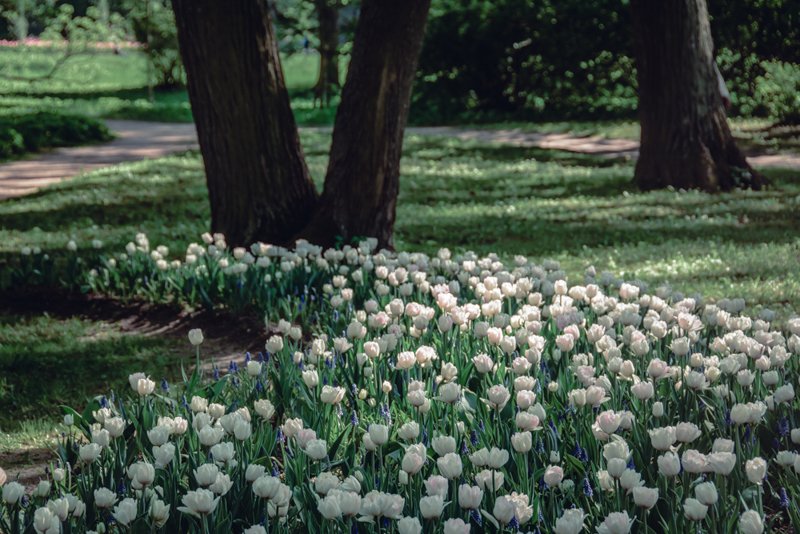 Фестиваль тюльпанов на Елагином острове в 2021. Фото: Ирина Иванова