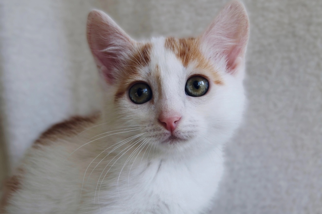 Питомец приюта «Котланд - Ярд», нуждающийся в доме. Фото: vk.com/club120538817