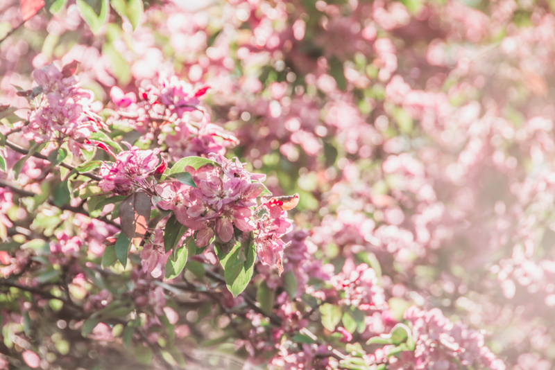 Фестиваль тюльпанов на Елагином острове в 2021. Фото: Ирина Иванова