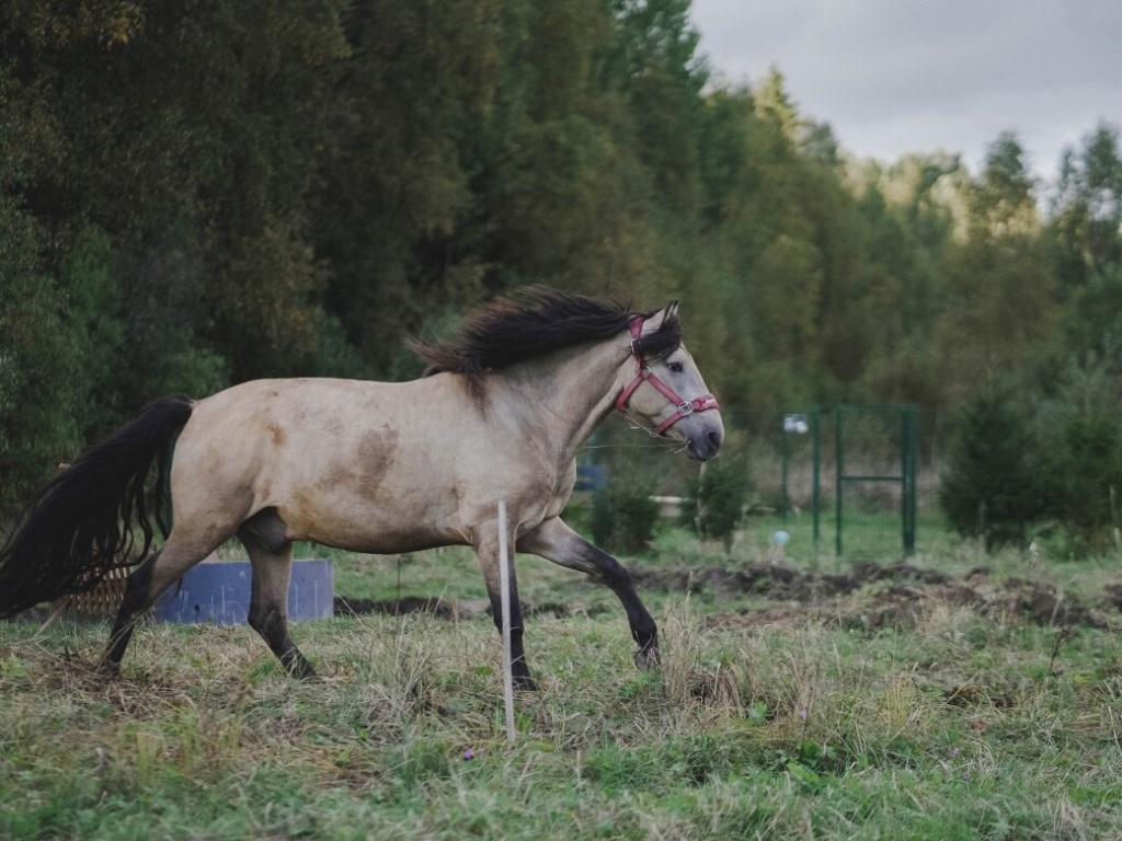 Жеребенок Ацтек из приюта «Свобода Центр». Фото: svobodacenter.online 